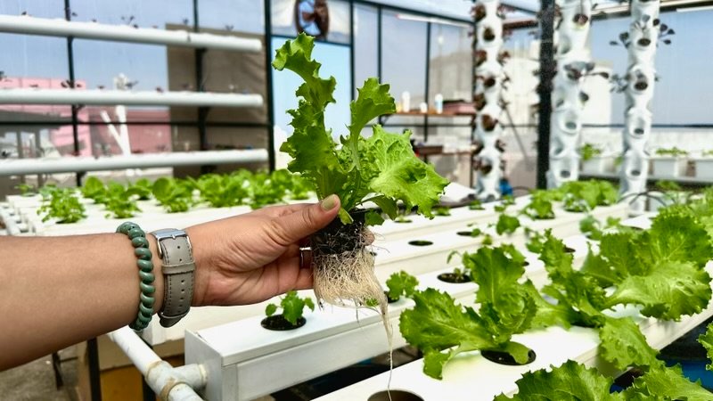 Hydroponics lettuce display in hand showing root growth without soil